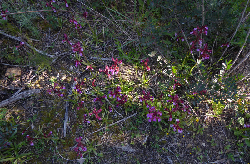 Anacamptis papilionacea ( e Anacamptis x gennarii)